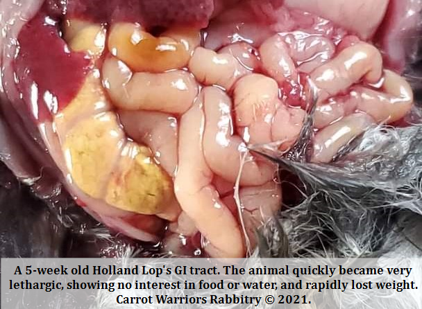 A 5-week old Holland Lop's GI tract. The animal quickly became very lethargic, showing no interest in food or water, and rapidly lost weight. Carrot Warriors Rabbitry © 2021.